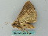  ( - BC ZSM Lep 53448)  @13 [ ] CreativeCommons - Attribution Non-Commercial Share-Alike (2011) Axel Hausmann/Bavarian State Collection of Zoology (ZSM) SNSB, Zoologische Staatssammlung Muenchen