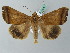  ( - BC ZSM Lep 53450)  @14 [ ] CreativeCommons - Attribution Non-Commercial Share-Alike (2011) Axel Hausmann/Bavarian State Collection of Zoology (ZSM) SNSB, Zoologische Staatssammlung Muenchen