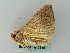  ( - BC ZSM Lep 53450)  @12 [ ] CreativeCommons - Attribution Non-Commercial Share-Alike (2011) Axel Hausmann/Bavarian State Collection of Zoology (ZSM) SNSB, Zoologische Staatssammlung Muenchen