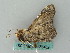  ( - BC ZSM Lep 53462)  @13 [ ] CreativeCommons - Attribution Non-Commercial Share-Alike (2011) Axel Hausmann/Bavarian State Collection of Zoology (ZSM) SNSB, Zoologische Staatssammlung Muenchen
