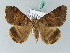  ( - BC ZSM Lep 53468)  @13 [ ] CreativeCommons - Attribution Non-Commercial Share-Alike (2011) Axel Hausmann/Bavarian State Collection of Zoology (ZSM) SNSB, Zoologische Staatssammlung Muenchen