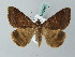  ( - BC ZSM Lep 53469)  @13 [ ] CreativeCommons - Attribution Non-Commercial Share-Alike (2011) Axel Hausmann/Bavarian State Collection of Zoology (ZSM) SNSB, Zoologische Staatssammlung Muenchen
