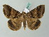  ( - BC ZSM Lep 53470)  @13 [ ] CreativeCommons - Attribution Non-Commercial Share-Alike (2011) Axel Hausmann/Bavarian State Collection of Zoology (ZSM) SNSB, Zoologische Staatssammlung Muenchen