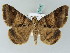 ( - BC ZSM Lep 53471)  @14 [ ] CreativeCommons - Attribution Non-Commercial Share-Alike (2011) Axel Hausmann/Bavarian State Collection of Zoology (ZSM) SNSB, Zoologische Staatssammlung Muenchen