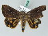  ( - BC ZSM Lep 53473)  @13 [ ] CreativeCommons - Attribution Non-Commercial Share-Alike (2011) Axel Hausmann/Bavarian State Collection of Zoology (ZSM) SNSB, Zoologische Staatssammlung Muenchen