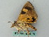  ( - BC ZSM Lep 53473)  @12 [ ] CreativeCommons - Attribution Non-Commercial Share-Alike (2011) Axel Hausmann/Bavarian State Collection of Zoology (ZSM) SNSB, Zoologische Staatssammlung Muenchen