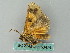  ( - BC ZSM Lep 53474)  @12 [ ] CreativeCommons - Attribution Non-Commercial Share-Alike (2011) Axel Hausmann/Bavarian State Collection of Zoology (ZSM) SNSB, Zoologische Staatssammlung Muenchen