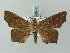  ( - BC ZSM Lep 53477)  @14 [ ] CreativeCommons - Attribution Non-Commercial Share-Alike (2011) Axel Hausmann/Bavarian State Collection of Zoology (ZSM) SNSB, Zoologische Staatssammlung Muenchen