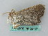  ( - BC ZSM Lep 53477)  @13 [ ] CreativeCommons - Attribution Non-Commercial Share-Alike (2011) Axel Hausmann/Bavarian State Collection of Zoology (ZSM) SNSB, Zoologische Staatssammlung Muenchen
