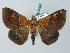  ( - BC ZSM Lep 53486)  @15 [ ] CreativeCommons - Attribution Non-Commercial Share-Alike (2011) Axel Hausmann/Bavarian State Collection of Zoology (ZSM) SNSB, Zoologische Staatssammlung Muenchen