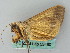  ( - BC ZSM Lep 53490)  @12 [ ] CreativeCommons - Attribution Non-Commercial Share-Alike (2011) Axel Hausmann/Bavarian State Collection of Zoology (ZSM) SNSB, Zoologische Staatssammlung Muenchen