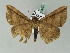  ( - BC ZSM Lep 53491)  @12 [ ] CreativeCommons - Attribution Non-Commercial Share-Alike (2011) Axel Hausmann/Bavarian State Collection of Zoology (ZSM) SNSB, Zoologische Staatssammlung Muenchen