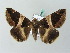  (Bastilla crameri - BC ZSM Lep 53492)  @13 [ ] CreativeCommons - Attribution Non-Commercial Share-Alike (2011) Axel Hausmann/Bavarian State Collection of Zoology (ZSM) SNSB, Zoologische Staatssammlung Muenchen