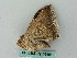  ( - BC ZSM Lep 53492)  @12 [ ] CreativeCommons - Attribution Non-Commercial Share-Alike (2011) Axel Hausmann/Bavarian State Collection of Zoology (ZSM) SNSB, Zoologische Staatssammlung Muenchen