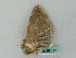  ( - BC ZSM Lep 53497)  @12 [ ] CreativeCommons - Attribution Non-Commercial Share-Alike (2011) Axel Hausmann/Bavarian State Collection of Zoology (ZSM) SNSB, Zoologische Staatssammlung Muenchen