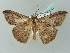  ( - BC ZSM Lep 53503)  @14 [ ] CreativeCommons - Attribution Non-Commercial Share-Alike (2011) Axel Hausmann/Bavarian State Collection of Zoology (ZSM) SNSB, Zoologische Staatssammlung Muenchen