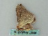  ( - BC ZSM Lep 53503)  @13 [ ] CreativeCommons - Attribution Non-Commercial Share-Alike (2011) Axel Hausmann/Bavarian State Collection of Zoology (ZSM) SNSB, Zoologische Staatssammlung Muenchen