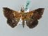  ( - BC ZSM Lep 53505)  @14 [ ] CreativeCommons - Attribution Non-Commercial Share-Alike (2011) Axel Hausmann/Bavarian State Collection of Zoology (ZSM) SNSB, Zoologische Staatssammlung Muenchen