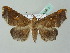  (Episparis WS01Th - BC ZSM Lep 53517)  @14 [ ] CreativeCommons - Attribution Non-Commercial Share-Alike (2011) Axel Hausmann/Bavarian State Collection of Zoology (ZSM) SNSB, Zoologische Staatssammlung Muenchen
