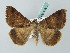  ( - BC ZSM Lep 53521)  @13 [ ] CreativeCommons - Attribution Non-Commercial Share-Alike (2011) Axel Hausmann/Bavarian State Collection of Zoology (ZSM) SNSB, Zoologische Staatssammlung Muenchen