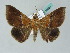  ( - BC ZSM Lep 53524)  @14 [ ] CreativeCommons - Attribution Non-Commercial Share-Alike (2011) Axel Hausmann/Bavarian State Collection of Zoology (ZSM) SNSB, Zoologische Staatssammlung Muenchen