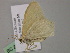  ( - BC ZSM Lep 55631)  @12 [ ] CreativeCommons - Attribution Non-Commercial Share-Alike (2011) Axel Hausmann/Bavarian State Collection of Zoology (ZSM) SNSB, Zoologische Staatssammlung Muenchen