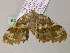  ( - BC ZSM Lep 55651)  @12 [ ] CreativeCommons - Attribution Non-Commercial Share-Alike (2011) Axel Hausmann/Bavarian State Collection of Zoology (ZSM) SNSB, Zoologische Staatssammlung Muenchen