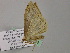  ( - BC ZSM Lep 55655)  @13 [ ] CreativeCommons - Attribution Non-Commercial Share-Alike (2011) Axel Hausmann/Bavarian State Collection of Zoology (ZSM) SNSB, Zoologische Staatssammlung Muenchen