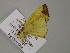  ( - BC ZSM Lep 55665)  @12 [ ] CreativeCommons - Attribution Non-Commercial Share-Alike (2011) Axel Hausmann/Bavarian State Collection of Zoology (ZSM) SNSB, Zoologische Staatssammlung Muenchen