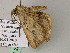  ( - BC ZSM Lep 55680)  @13 [ ] CreativeCommons - Attribution Non-Commercial Share-Alike (2011) Axel Hausmann/Bavarian State Collection of Zoology (ZSM) SNSB, Zoologische Staatssammlung Muenchen