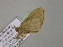  ( - BC ZSM Lep 55696)  @13 [ ] CreativeCommons - Attribution Non-Commercial Share-Alike (2011) Axel Hausmann/Bavarian State Collection of Zoology (ZSM) SNSB, Zoologische Staatssammlung Muenchen