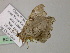  ( - BC ZSM Lep 55697)  @13 [ ] CreativeCommons - Attribution Non-Commercial Share-Alike (2011) Axel Hausmann/Bavarian State Collection of Zoology (ZSM) SNSB, Zoologische Staatssammlung Muenchen