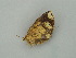  ( - BC ZSM Lep 58960)  @12 [ ] CreativeCommons - Attribution Non-Commercial Share-Alike (2011) Axel Hausmann/Bavarian State Collection of Zoology (ZSM) SNSB, Zoologische Staatssammlung Muenchen