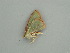  ( - BC ZSM Lep 58973)  @12 [ ] CreativeCommons - Attribution Non-Commercial Share-Alike (2011) Axel Hausmann/Bavarian State Collection of Zoology (ZSM) SNSB, Zoologische Staatssammlung Muenchen