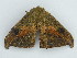  (Oxydia AH08Pe - BC ZSM Lep 58978)  @12 [ ] CreativeCommons - Attribution Non-Commercial Share-Alike (2011) Axel Hausmann/Bavarian State Collection of Zoology (ZSM) SNSB, Zoologische Staatssammlung Muenchen
