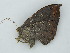  (Oxydia AH17Pe - BC ZSM Lep 58986)  @13 [ ] CreativeCommons - Attribution Non-Commercial Share-Alike (2011) Axel Hausmann/Bavarian State Collection of Zoology (ZSM) SNSB, Zoologische Staatssammlung Muenchen