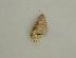  ( - BC ZSM Lep 58995)  @12 [ ] CreativeCommons - Attribution Non-Commercial Share-Alike (2011) Axel Hausmann/Bavarian State Collection of Zoology (ZSM) SNSB, Zoologische Staatssammlung Muenchen