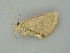  (Sabulodes prolataAH01Pe - BC ZSM Lep 59013)  @12 [ ] CreativeCommons - Attribution Non-Commercial Share-Alike (2011) Axel Hausmann/Bavarian State Collection of Zoology (ZSM) SNSB, Zoologische Staatssammlung Muenchen