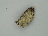 (Epirrhoe AH01Pe - BC ZSM Lep 59019)  @12 [ ] CreativeCommons - Attribution Non-Commercial Share-Alike (2011) Axel Hausmann/Bavarian State Collection of Zoology (ZSM) SNSB, Zoologische Staatssammlung Muenchen