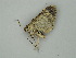  ( - BC ZSM Lep 59024)  @12 [ ] CreativeCommons - Attribution Non-Commercial Share-Alike (2011) Axel Hausmann/Bavarian State Collection of Zoology (ZSM) SNSB, Zoologische Staatssammlung Muenchen