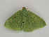  ( - BC ZSM Lep 59042)  @13 [ ] CreativeCommons - Attribution Non-Commercial Share-Alike (2011) Axel Hausmann/Bavarian State Collection of Zoology (ZSM) SNSB, Zoologische Staatssammlung Muenchen