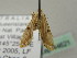  ( - BC ZSM Lep 44621)  @12 [ ] CreativeCommons - Attribution Non-Commercial Share-Alike (2011) Axel Hausmann/Bavarian State Collection of Zoology (ZSM) SNSB, Zoologische Staatssammlung Muenchen