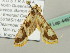  ( - BC ZSM Lep 44633)  @13 [ ] CreativeCommons - Attribution Non-Commercial Share-Alike (2011) Axel Hausmann/Bavarian State Collection of Zoology (ZSM) SNSB, Zoologische Staatssammlung Muenchen