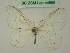  (Deroca - BC ZSM Lep 44665)  @13 [ ] CreativeCommons - Attribution Non-Commercial Share-Alike (2011) Axel Hausmann/Bavarian State Collection of Zoology (ZSM) SNSB, Zoologische Staatssammlung Muenchen