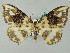  (Callicilix - BC ZSM Lep 44689)  @13 [ ] CreativeCommons - Attribution Non-Commercial Share-Alike (2011) Axel Hausmann/Bavarian State Collection of Zoology (ZSM) SNSB, Zoologische Staatssammlung Muenchen