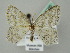  (Zusidava serratilinea - BC ZSM Lep 44690)  @11 [ ] CreativeCommons - Attribution Non-Commercial Share-Alike (2011) Axel Hausmann/Bavarian State Collection of Zoology (ZSM) SNSB, Zoologische Staatssammlung Muenchen