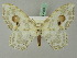  (Auzata semipavonaria - BC ZSM Lep 44691)  @14 [ ] CreativeCommons - Attribution Non-Commercial Share-Alike (2011) Axel Hausmann/Bavarian State Collection of Zoology (ZSM) SNSB, Zoologische Staatssammlung Muenchen