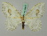  ( - BC ZSM Lep 44692)  @13 [ ] CreativeCommons - Attribution Non-Commercial Share-Alike (2011) Axel Hausmann/Bavarian State Collection of Zoology (ZSM) SNSB, Zoologische Staatssammlung Muenchen