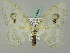  ( - BC ZSM Lep 44694)  @11 [ ] CreativeCommons - Attribution Non-Commercial Share-Alike (2011) Axel Hausmann/Bavarian State Collection of Zoology (ZSM) SNSB, Zoologische Staatssammlung Muenchen