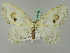  ( - BC ZSM Lep 44696)  @12 [ ] CreativeCommons - Attribution Non-Commercial Share-Alike (2011) Axel Hausmann/Bavarian State Collection of Zoology (ZSM) SNSB, Zoologische Staatssammlung Muenchen